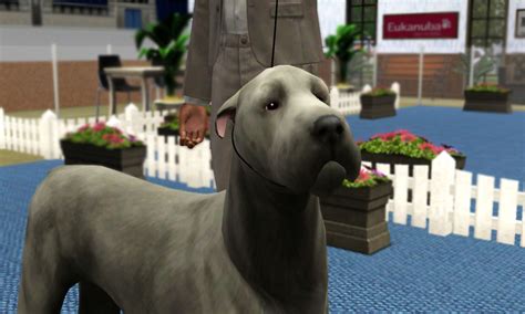 2nd Simnational Level 1 Sims Kennel Club