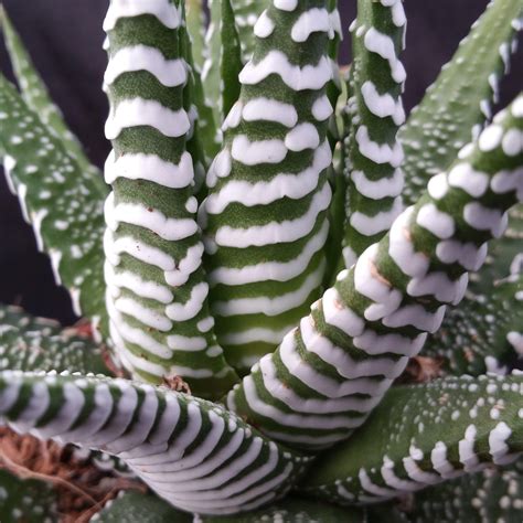 Haworthia Fasciata Zebra Plant Planet Desert