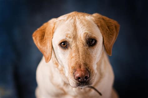 A cat with ears turned back is usually a good sign that a cat is feeling angry or fearful. Close Up Portrait Of A Yellow Labrador Retriever Stock ...