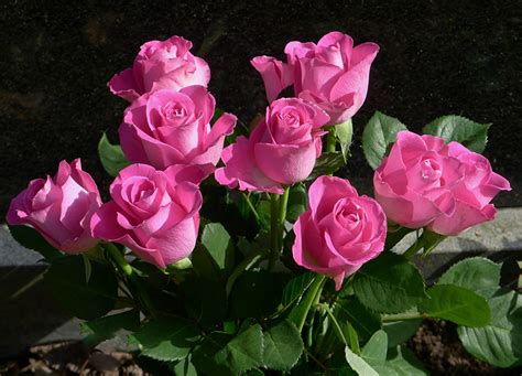 Foto Rosen Rosa Farbe Blüte Hautnah