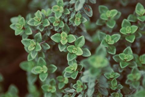 Types Of Thyme Plants Food Gardening Network