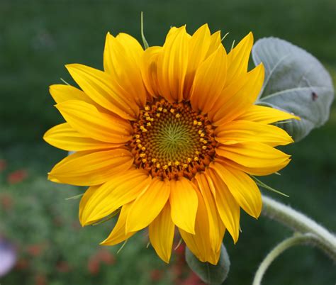 Koleksi Gambar Bunga Matahari Terbaru