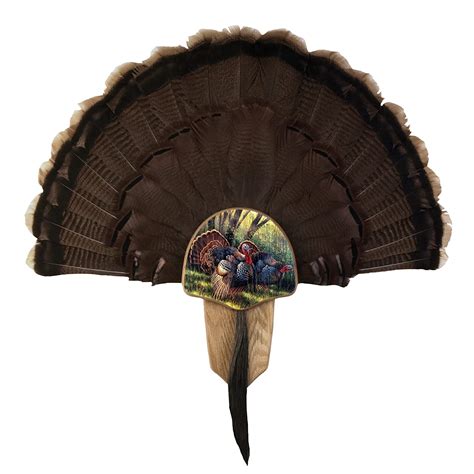 walnut hollow country turkey fan mount and display kit oak with spring strut image toys and games