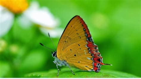 Morpho menelaus blue butterfly flying on a green background. Full HD Nature Images 1080p Desktop with Macro Photo of ...