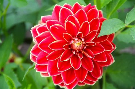10 De Las Flores Exóticas Más Bonitas Del Mundo ¡no Te Las Pierdas