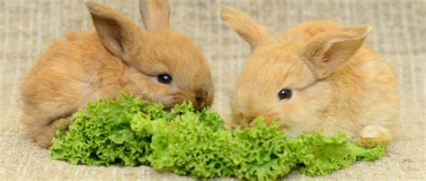 Cómo Alimentar Correctamente A Un Conejo Bekia Mascotas