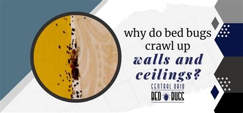 Why Do Bed Bugs Crawl Up Walls And Ceilings Solved
