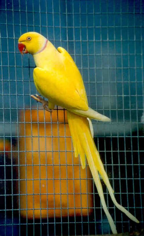 Indian Ringneck Parakeet