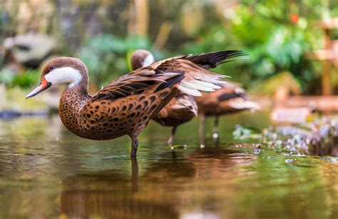 35 Species Of Ducks In Florida Our Fascinating Guide