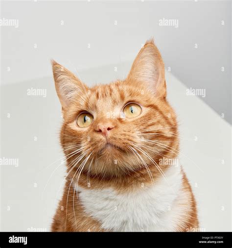 Handsome Ginger Cat Hi Res Stock Photography And Images Alamy