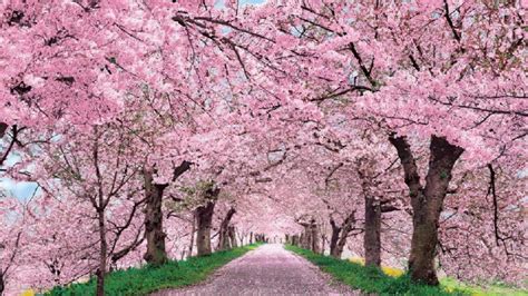 cherry blossom desktop wallpaper wallpapertag