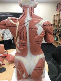 The vertebral column of the lower back includes the five lumbar vertebrae, the sacrum, and the coccyx. Shoulder muscles and chest - human anatomy diagram ...