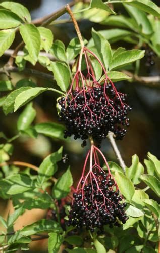 Ranch Elderberry In 2022 Berry Plants Plants Edible Landscaping