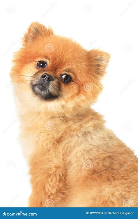 Pomeranian Stock Photo Image Of Puppy Doggy Pomeranian 8222854