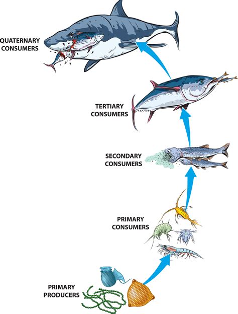 Maybe you would like to learn more about one of these? Marine Food Chain - KidsPressMagazine.com