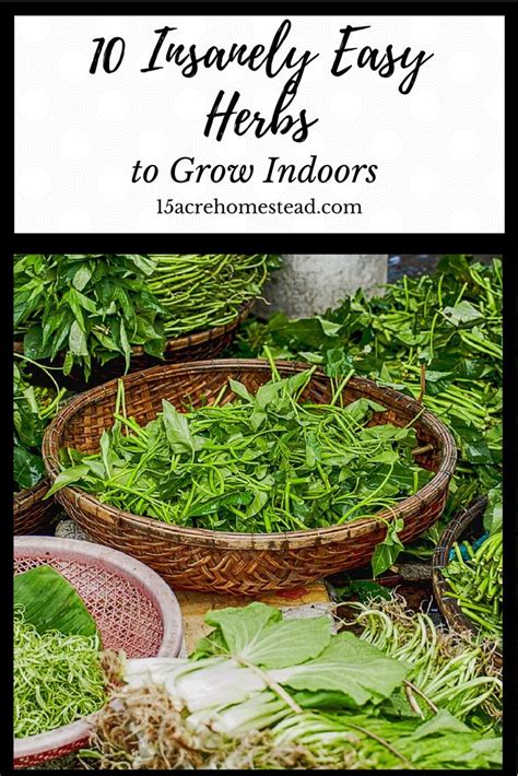 10 Insanely Easy Herbs To Grow Indoors Easy Herbs To Grow Growing