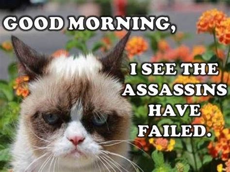 Trending Funny Grumpy Cat Memes Grumpy Cat Grumpy Cat Humor