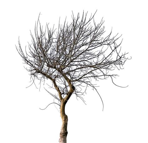 Dry Tree Isolated On White Stock Image Image Of White 143020653