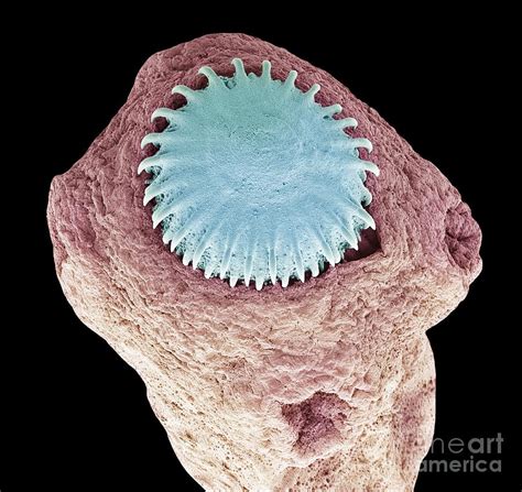 Tapeworm Sem Photograph By Steve Gschmeissner Pixels