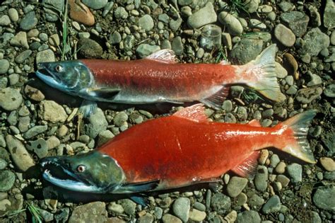 What Is A Sockeye Salmon With Pictures