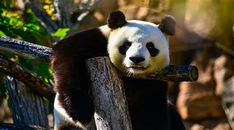 The Giant Panda Is No Longer Deemed Endangered