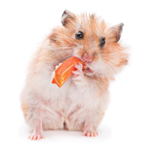 Hamster Eating Pictures Hamster Eating Stock Photos And Images