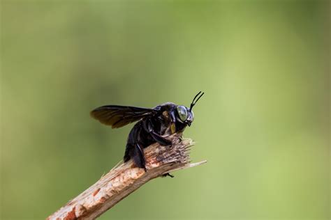 What Are The Dangerous And Not So Bad Flying Insects In Florida