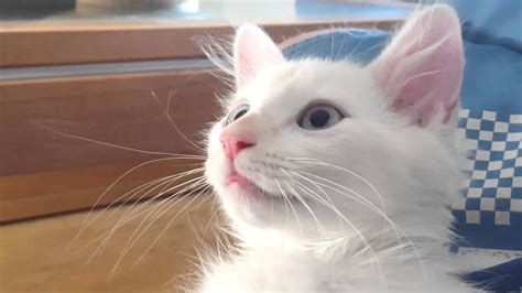 Cute Little White Cat Youtube