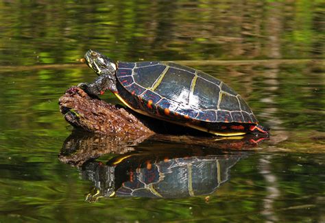 The turtle is the only species of the genus chrysemys, which is part of the pond turtle family emydidae. Eastern Painted Turtle Facts and Pictures | Reptile Fact