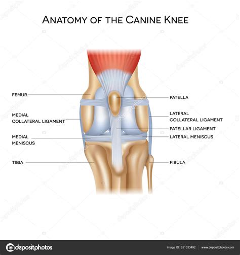 Anatomia Articulação Canina Cão Joelho Design Colorido Ilustração