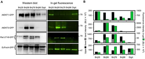 Semi Quantification Of Protein Yield And In Gel Gfp Fluorescence Of