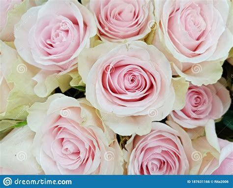 White Roses With Pink Center Tender Bouquet Stock Photo Image Of
