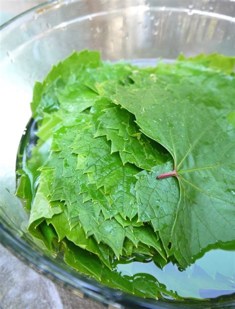 Bint Rhodas Kitchen How To Make Palestinian Rolled Grape Leaves Or