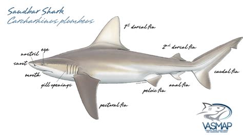 Shark Anatomy Virginia Institute Of Marine Science