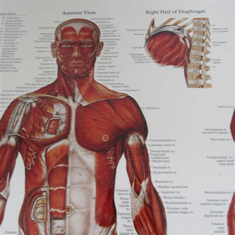 Large Anatomical Chart Company The Muscular System Poster