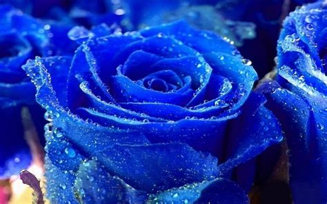 Rose Water Drops Blue Colour Pictures Beautiful Flower Rose Wallpaper