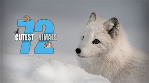 Find Out Whos The 72 Cutest Animals Number 1 In This Adorable Countdown
