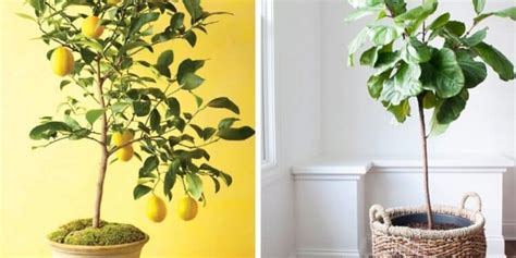 10 Fruit Trees You Can Grow Indoors For An Edible Yield