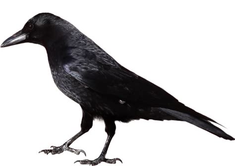 Black Crow Png Image