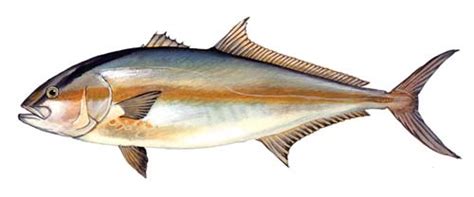 Greater Amberjack Fishing Guide How To Catch A Greater Amberjack