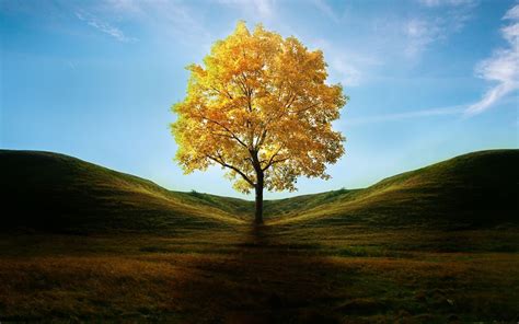 A Maple Tree On The Hill This Shows Positive Space And Negative Space