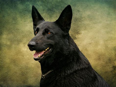 Black German Shepherd Dog Iii Photograph By Sandy Keeton Fine Art America