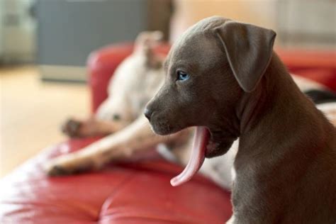 Blue Nose Pitbull Puppies Pups With Deep Intrigue Herepup