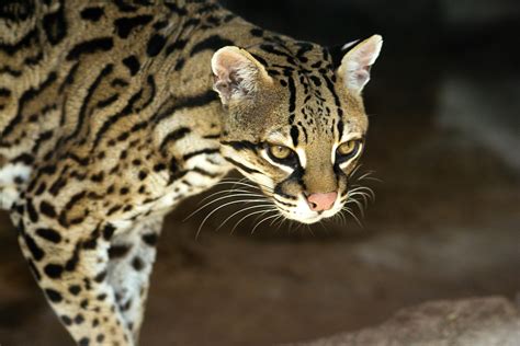 From mexico through central and south america. Last wild ocelots in Texas get new paths to safety ...