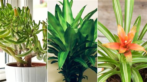 Air Purifying Indoor Plants Health