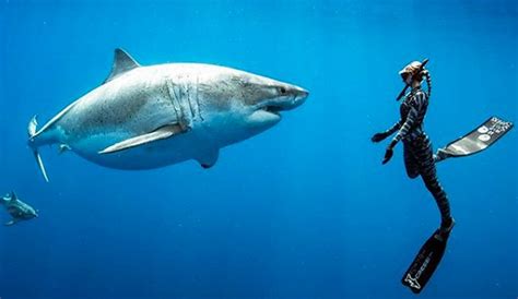 ocean ramsey just swam alongside possibly the largest great white ever recorded the inertia