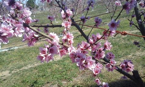 Scopri tutte le specie di piante da siepe che resistono al freddo e scopri come sceglierle. Immagini Belle : Nettarina, primavera, ramo, gemma rossa ...