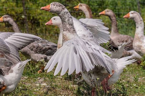 Safe Cohabitation Considerations For Geese The Open Sanctuary Project