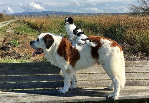 More images for how big is a saint bernard dog » This tiny pup that rides around on a gigantic St. Bernard ...