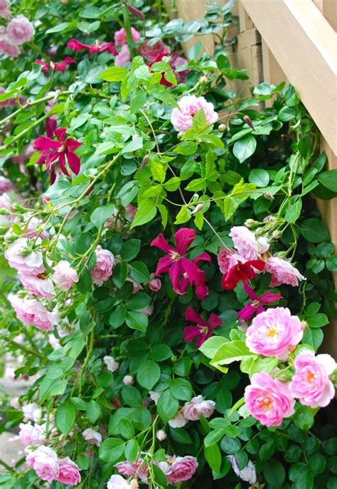 Wife Mother Gardener Climbing Rose And Clematis Combination